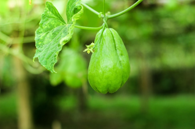 Chayote fresco sobre fondo de naturaleza