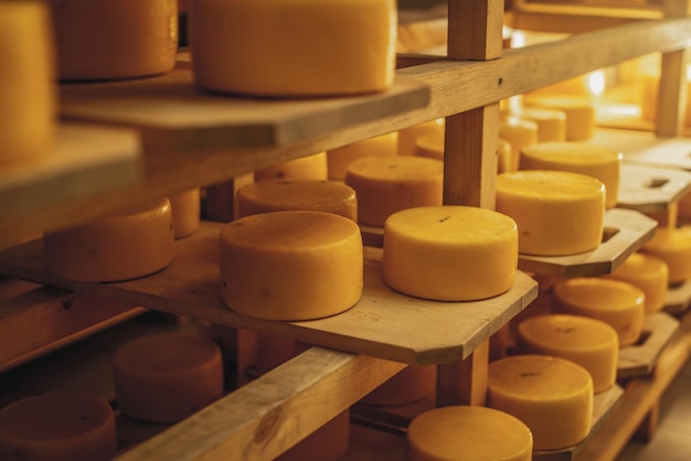 Cheeseheads con mentira en los estantes del almacenamiento para la maduración Producción de quesos y productos lácteos europeos