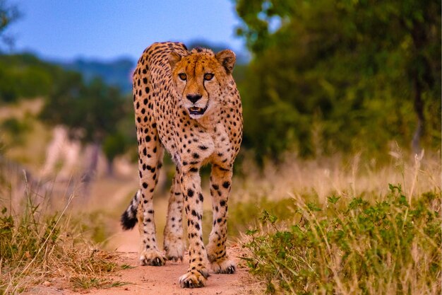 Cheeta animal selvagem no Parque Nacional Kruger, África do Sul Cheetah na caça durante o pôr do sol