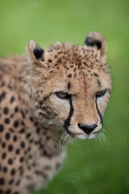 Cheetah Acinonyx jubatus