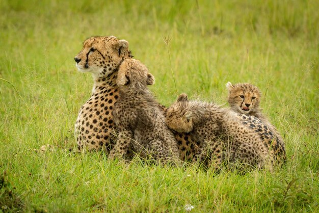 Foto cheetah acostado en la hierba por tres cachorros