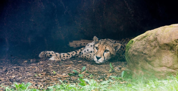 Foto cheetah acostado junto a una roca en el zoológico de toronto