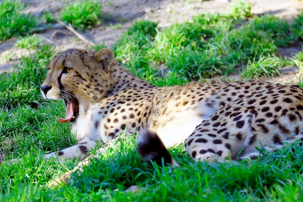 Foto cheetah bocejando enquanto descansa na grama