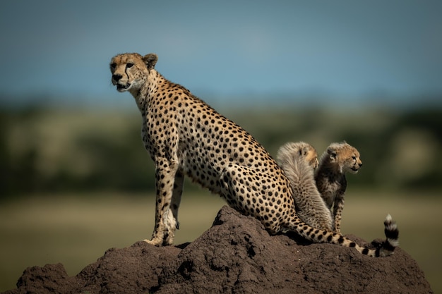 Cheetah com filhotes em uma formação rochosa