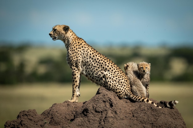 Cheetah com filhotes em uma formação rochosa