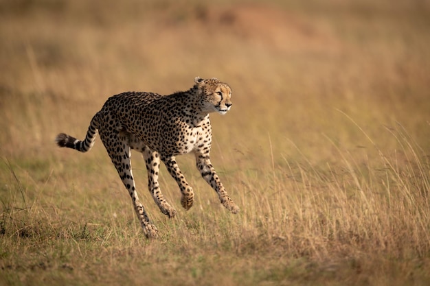 Cheetah corriendo en el campo