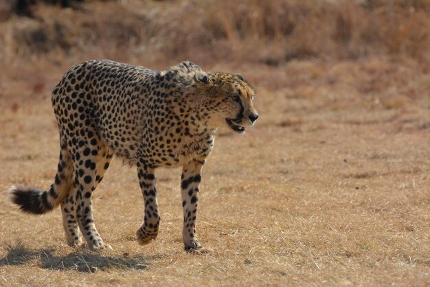 Cheetah em movimento caçando na natureza no inverno