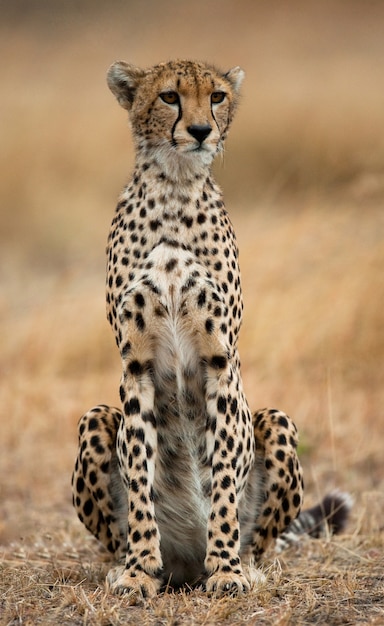 Cheetah está sentado na savana.