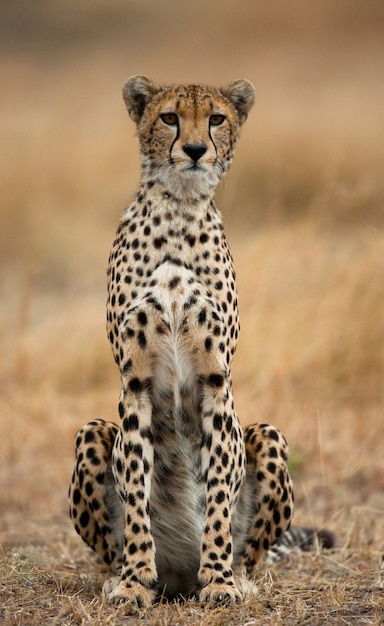 Cheetah está sentado na savana.