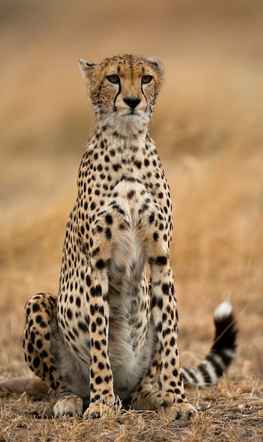 Cheetah está sentado na savana.