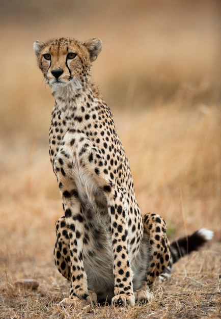 Cheetah está sentado en la sabana.