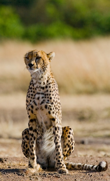 Cheetah está sentado en la sabana.