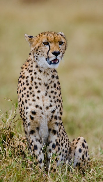 Cheetah está sentado en la sabana.