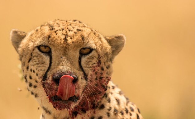 Foto cheetah in der wildnis afrikas