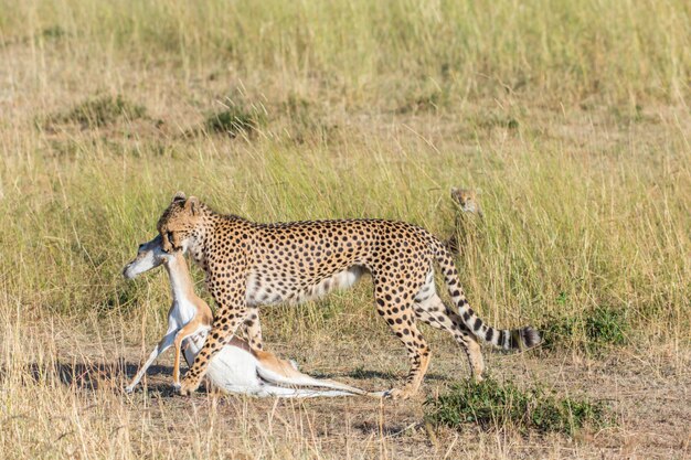 Cheetah lleva una presa