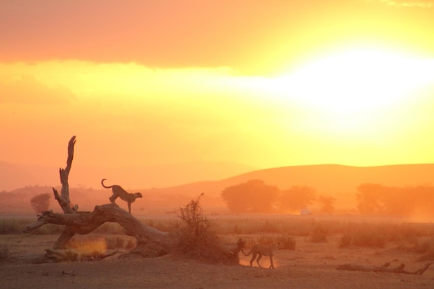 Foto cheetah na áfrica selvagem