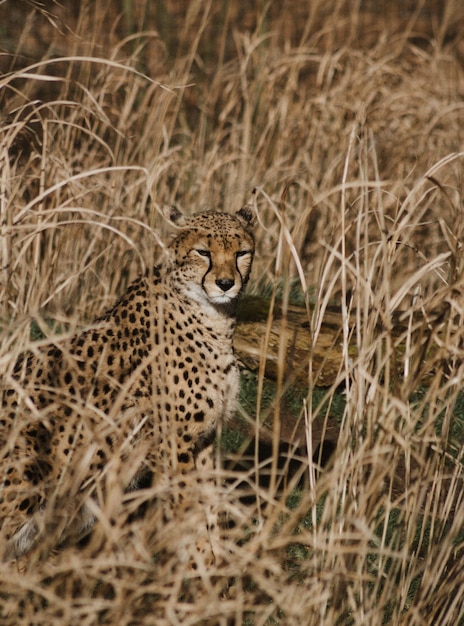 Cheetah na grama
