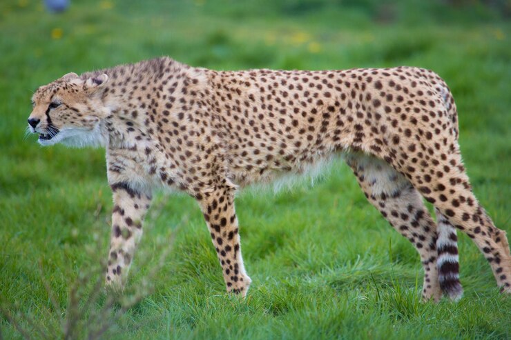 Foto cheetah na natureza