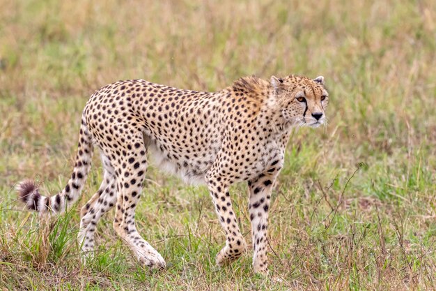 Cheetah na reserva nacional de Masai Mara