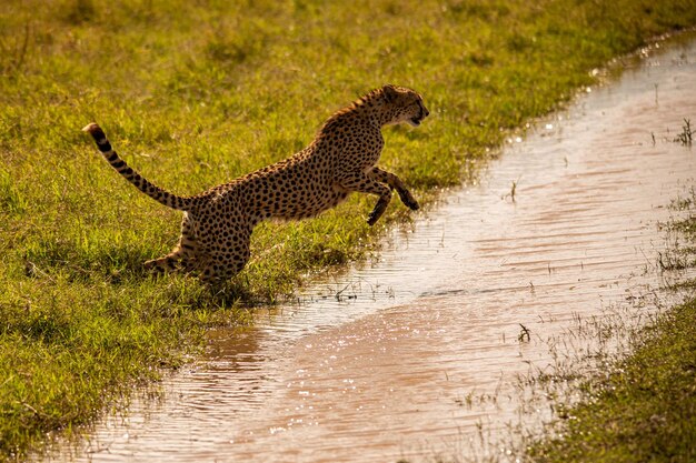 Cheetah na reserva nacional de Masai Mara