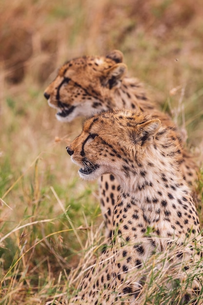 Foto cheetah no campo