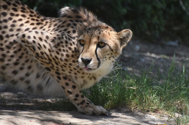 Cheetah preparado para atacar pacientemente, esperando agachado