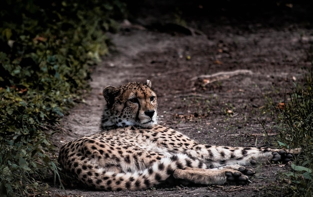 Cheetah relaxando no chão