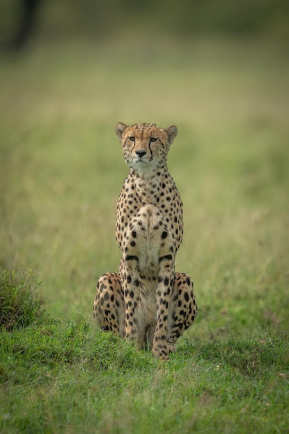 Cheetah senta-se de frente para a câmera em uma planície gramada