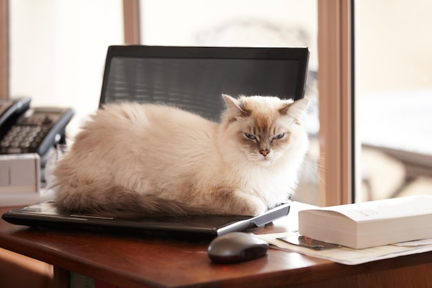 Chega de trabalhar no fim de semana. Um gato siamês fofo dando um tempo no laptop de seus donos.