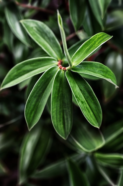 Cheilocostus speciosus / Costus speciosus (Wild- oder Crêpe-Ingwer), farblich getönt.