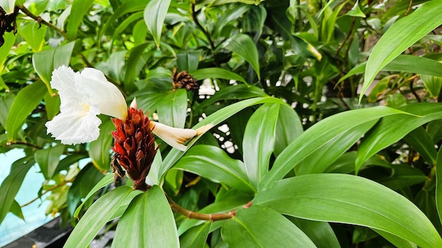 Foto cheilocostus speciosus o jengibre crpe es una especie de planta con flores de la familia costaceae