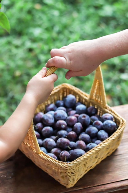 Foto cheio de ameixas maduras closeup de mãos de crianças colhendo cesta de ameixas