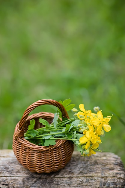 Chelidonium majus, celidonia mayor, nipplewort, swallowwort o tetterwort flores amarillas en una cesta de mimbre de la vid