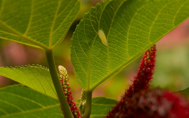 Chenille (Acalypha hispida) Blüte und Blätter, ausgewählter Fokus