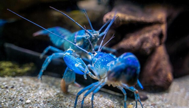 Foto cherax quadricarinatus um lagostim azul de água doce australiano mini lagostas lutando por território