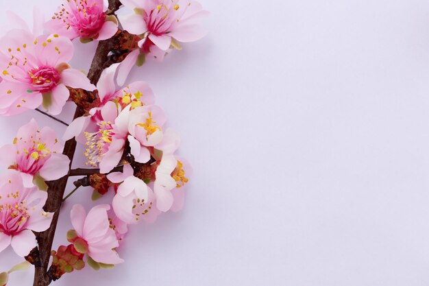 Cherry Blossom Beauty en papel en blanco para maqueta