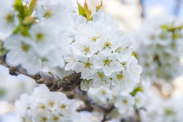 Cherry Blossom blanco, foco suave.