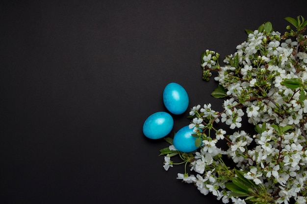 Cherry Blossom Branch y Easter Blue Eggs en el fondo negro.