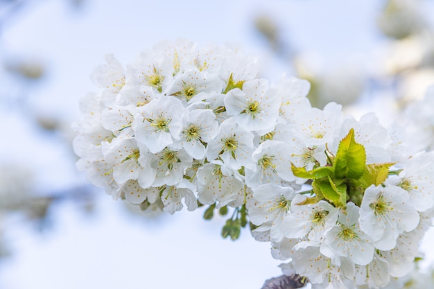 Cherry Blossom branco, foco suave.