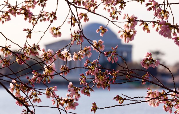 Cherry Blossom e Jefferson Memorial