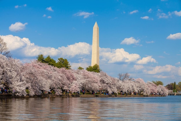 Cherry Blossom Festival em Washington DC nos EUA