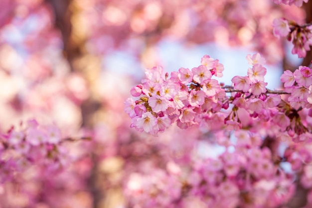 Cherry blossom festival em washington dc nos eua