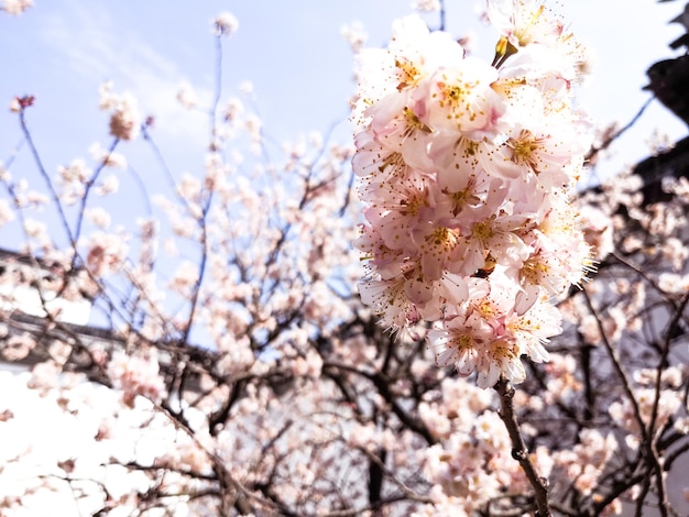 Cherry Blossom im Frühling mit Soft Focus Sakura-Saison in KoreaBackground