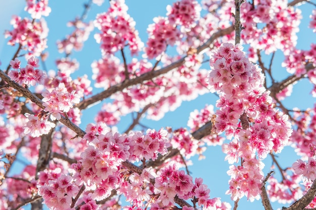 Cherry Blossom o flor de Sakura en fondo de la naturaleza.