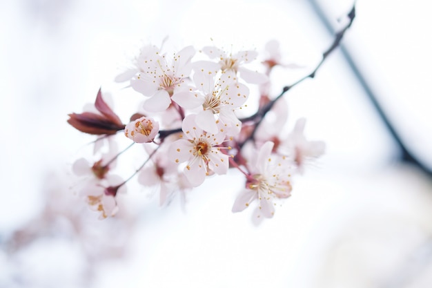 Cherry Blossom ou flor de Sakura no fundo da natureza.