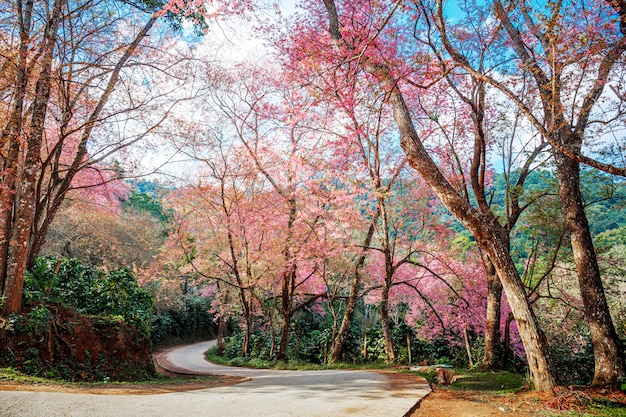 Cherry blossom path cor-de-rosa através de uma estrada bonita da curva, chiang mai, tailândia