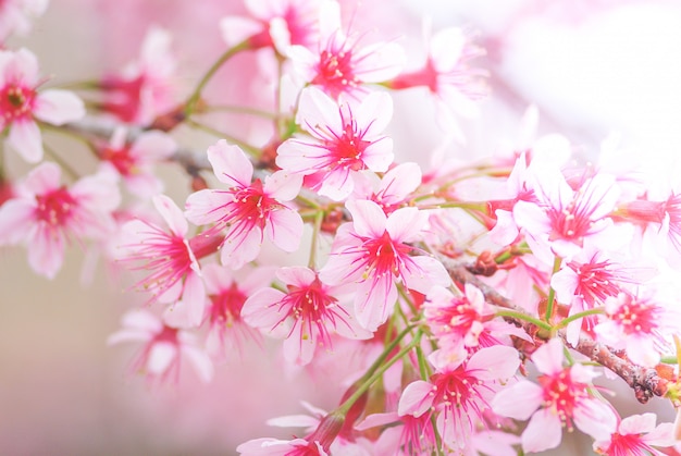 Cherry Blossom en primavera con enfoque suave