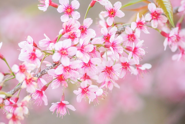 Cherry Blossom en primavera con enfoque suave