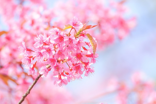 Cherry Blossom en primavera con enfoque suave