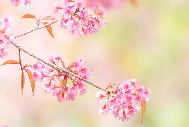 Cherry Blossom en primavera con enfoque suave